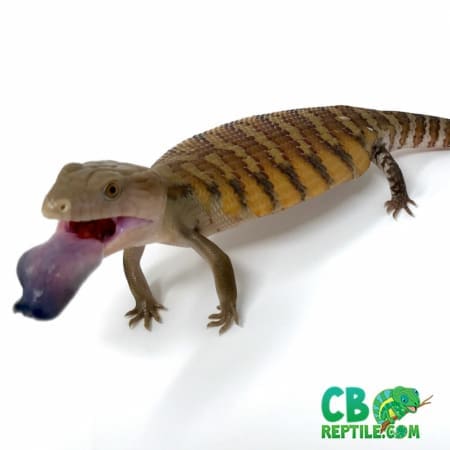 blue tongue skink for sale