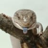 blue tongue skink breeder