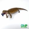 blue tongue skink for sale