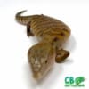 baby blue tongue skink