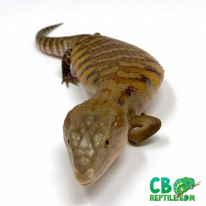 Northern Blue Tongue skink for sale baby blue tongued skinks