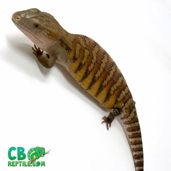 blue tongued skink for sale online