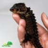 crocodile skinks for sale