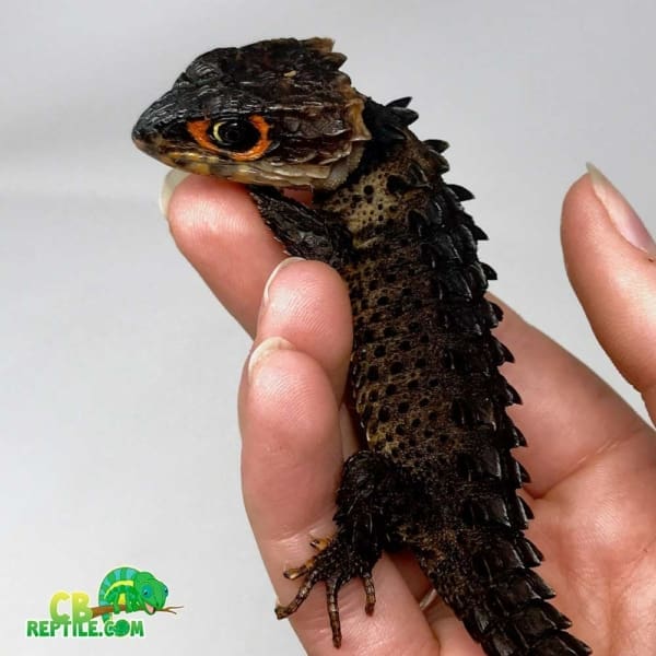 crocodile skinks for sale