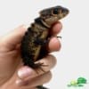 crocodile skink