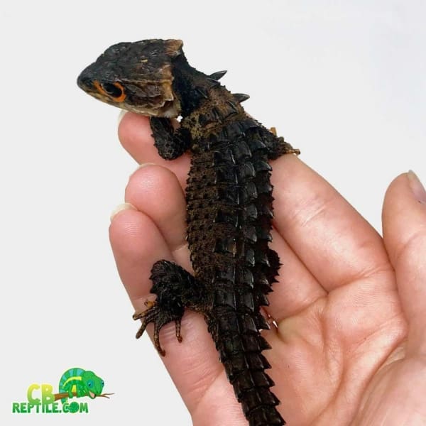 red eyed crocodile skink