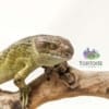 monkey tail skink sale