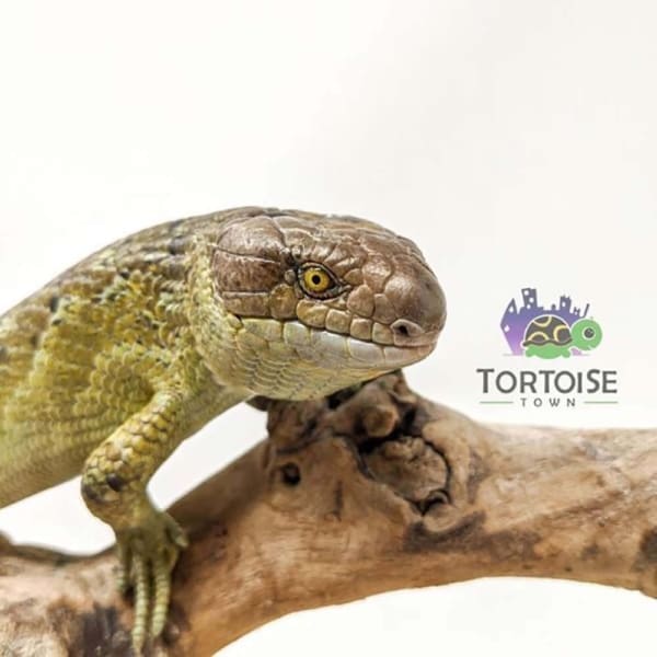 monkey tail skink sale