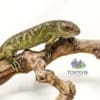 monkey tail skinks