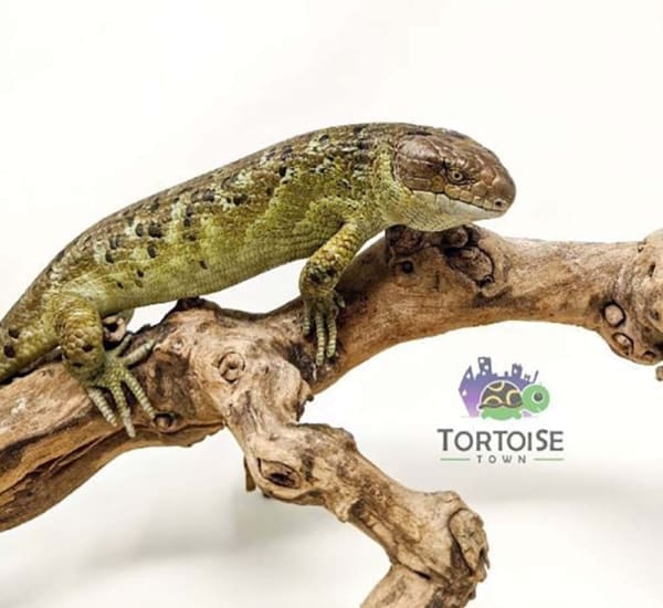 monkey tail skinks