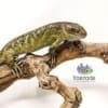 monkey tail skink for sale