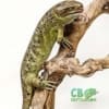 monkey tail skink