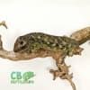 monkey tailed skink for sale