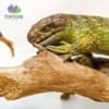 monkey tailed skink for sale
