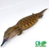 northern blue tongued skink