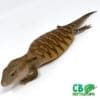 Skinks for sale