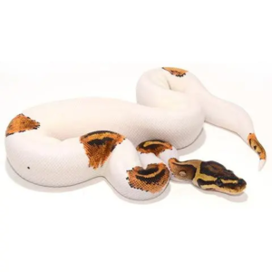 pied ball python