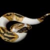 pied ball python for sale