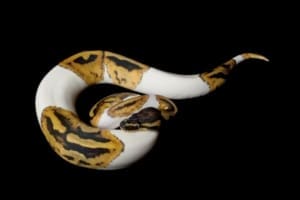 pied ball python for sale