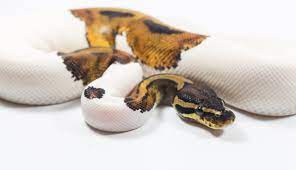 pied ball python