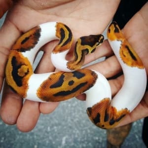 ball pythons for sale