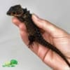 red eye crocodile skink