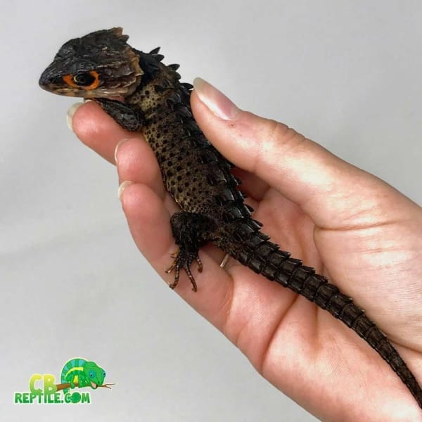 red eye crocodile skink