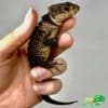 red eyed crocodile skink