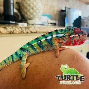 panther chameleon for sale