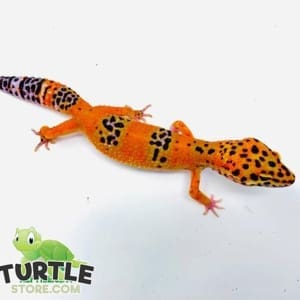 leopard geckos for sale