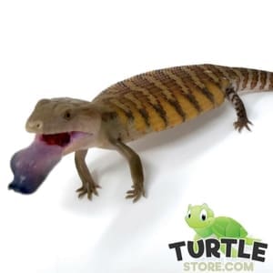 blue tongue skinks for sale