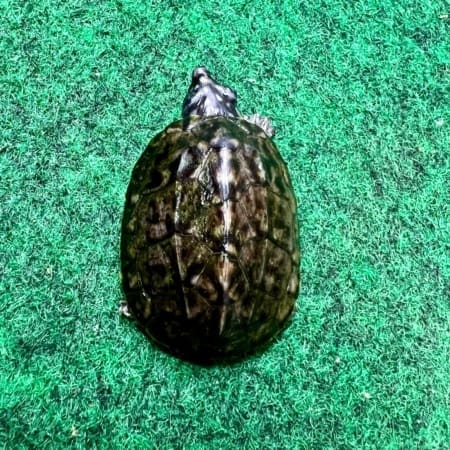 giant mexican musk