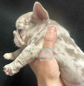 Frenchie Breeders near me