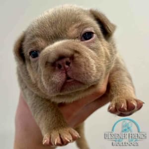 French Bulldogs for sale