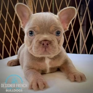 Frenchie Puppies for sale