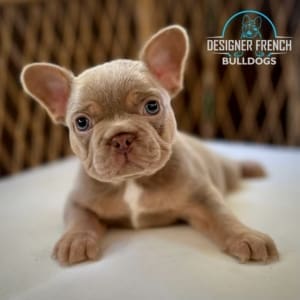 Frenchies for sale